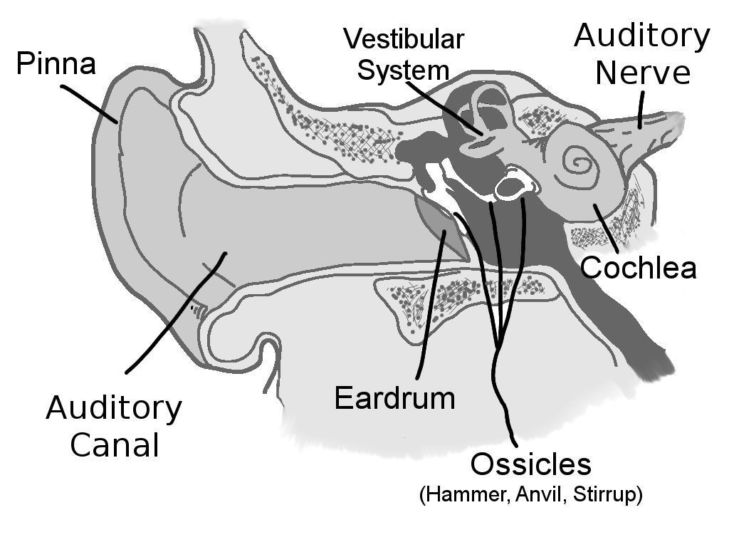 ear-structuresgrey