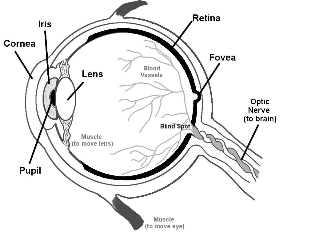 eyestructurediagram